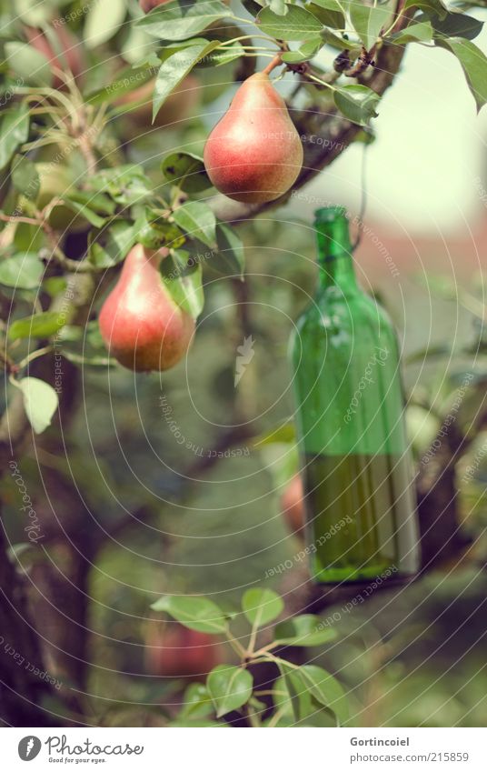 Wespenfalle Lebensmittel Frucht Ernährung Bioprodukte Umwelt Natur Herbst Schönes Wetter Baum lecker Birne Birnbaum Ernte herbstlich Farbfoto Außenaufnahme Tag