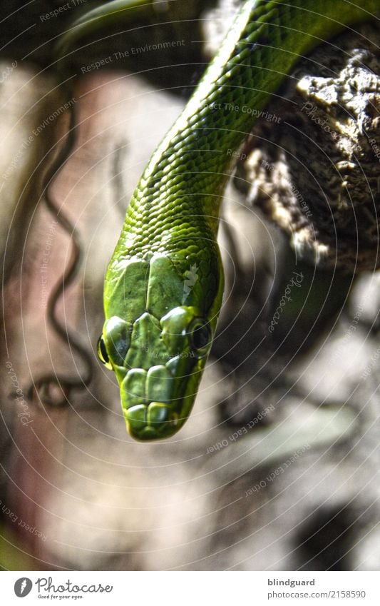 Neugieriger Eindringling im Paradies Schlange grün giftig Stein gefährlich Reptil Natter Tierwelt Gift Natur Phyton Viper Angst Gefahr wild schön Farbfoto
