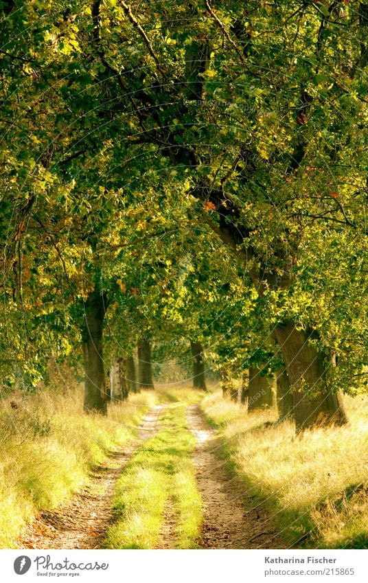 Goldener Herbst Natur Landschaft Schönes Wetter Pflanze Baum Gras Blatt Grünpflanze Wald Wege & Pfade Holz leuchten braun gelb gold grün goldener Herbst Allee