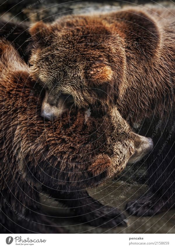 bärenstark Tier Wildtier 2 festhalten kämpfen Kommunizieren Bär Kraft Fell beißen Börse Tierpaar Farbfoto Außenaufnahme