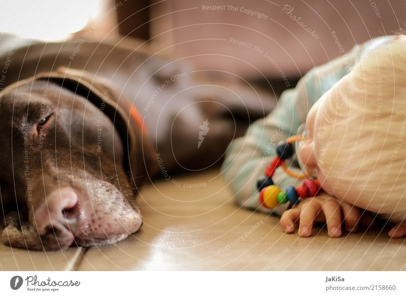 Kind mit Hund am relaxen, erholen Mensch Kleinkind 1 1-3 Jahre Haustier Tier Erholung liegen Zusammensein Zufriedenheit Freundschaft Kindheit Farbfoto