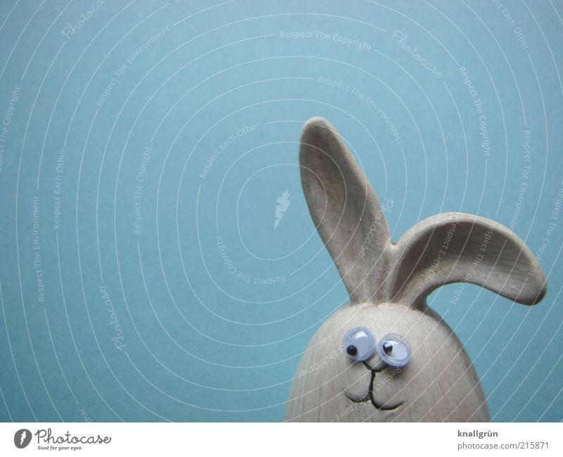 Mein Name ist Hase Tier Tiergesicht Hase & Kaninchen 1 beobachten Blick Freundlichkeit blau grau Gefühle Freude Erwartung Frohe Ostern Osterhase Feiertag