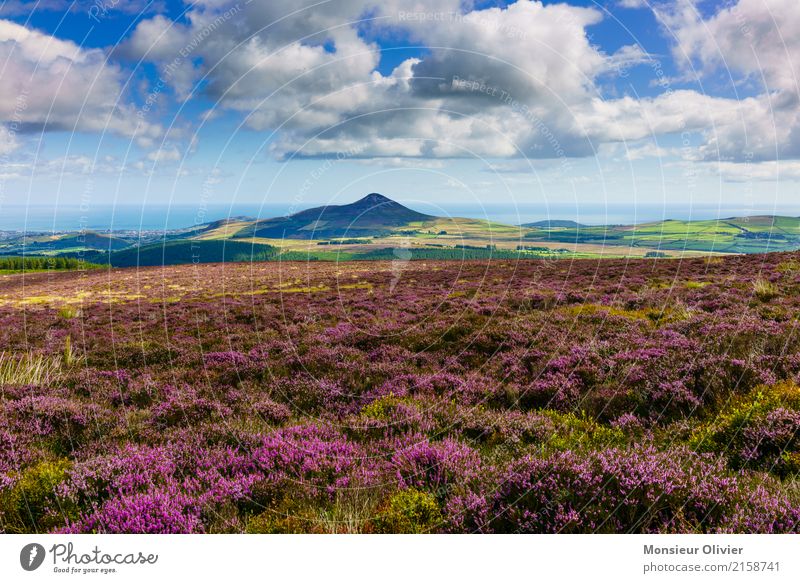 Wicklow Way, Irland Landschaft Himmel Wolken Pflanze Sträucher Moos Hügel Berge u. Gebirge violett Nordirland wandern Außenaufnahme Natur Farbfoto Menschenleer