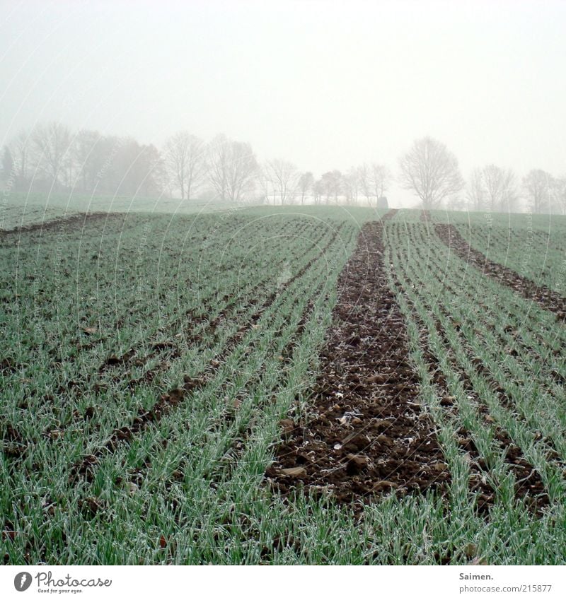 Kälte hängt über dem Land Umwelt Natur Landschaft Pflanze Erde schlechtes Wetter Nebel Eis Frost Nutzpflanze frieren kalt Klima Feld Baum Ackerboden Farbfoto