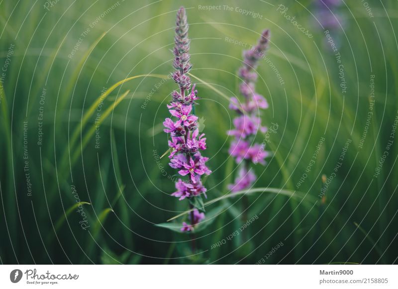 Orchideen am Alten Rhein Natur Tier Pflanze Sträucher Blüte violett rosa ruhig Knabenkraut Farbfoto Außenaufnahme Nahaufnahme Menschenleer Textfreiraum links