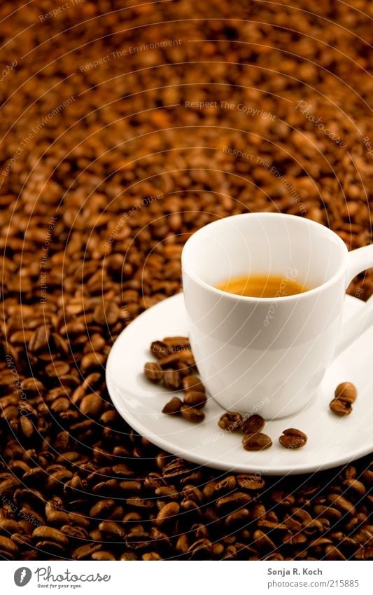 Espresso Getränk Heißgetränk Kaffee Geschirr Tasse Duft trinken Flüssigkeit lecker braun weiß Durst Genusssucht genießen Pause rein Farbfoto Studioaufnahme