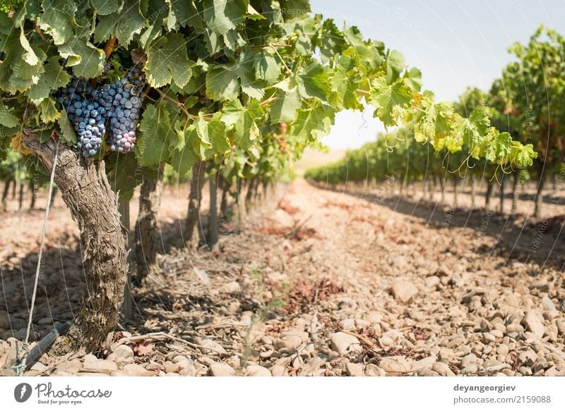 Rotwein Trauben Frucht Natur Pflanze Herbst Blatt Wachstum frisch blau rot Wein Weintrauben Weinberg Spanien Ackerbau Weingut Lebensmittel Haufen Ernte reif