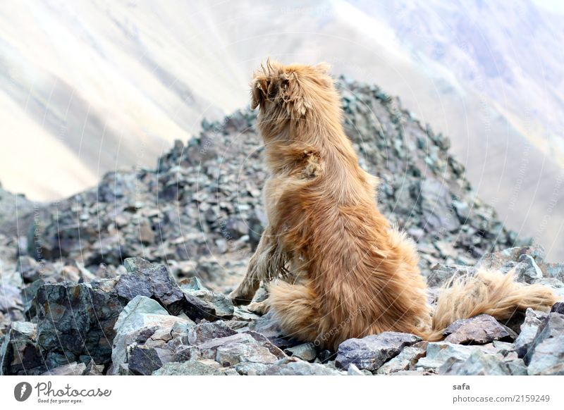 Kholeno Tier Hund 1 Erschöpfung Berge u. Gebirge Klettern Bergsteigen Iran Teheran Gipfel Felsen Stein Farbfoto Außenaufnahme Menschenleer Textfreiraum links