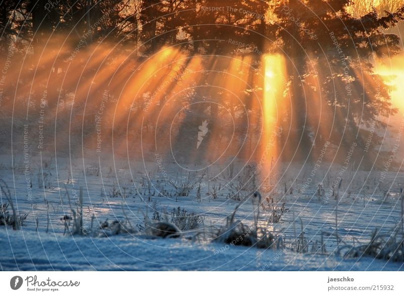 Kitsch im Winterwald Sonnenlicht Klima Klimawandel Eis Frost Schnee Wiese Wald ästhetisch außergewöhnlich hell kalt natürlich Wärme Romantik Natur schmelzen