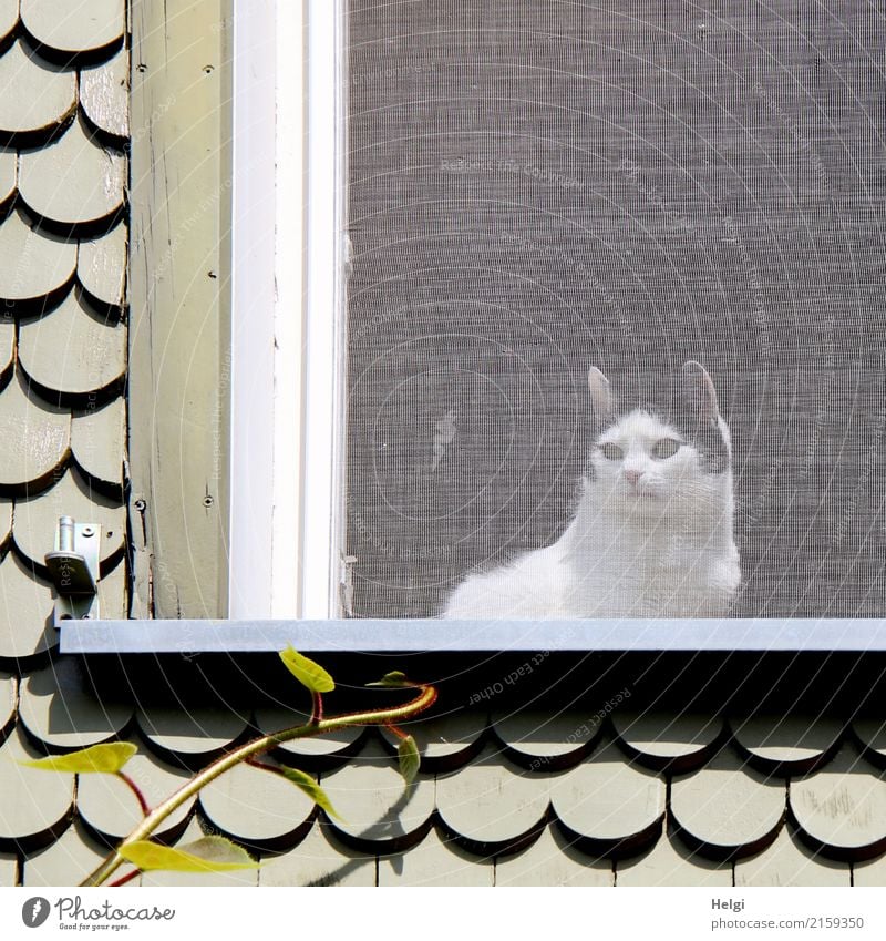 AST 9 | hinter hessischen Gardinen Pflanze Blatt Ranke Stadt Haus Fassade Fenster Rahmen Schindel Tier Haustier Katze 1 Blick sitzen authentisch einzigartig