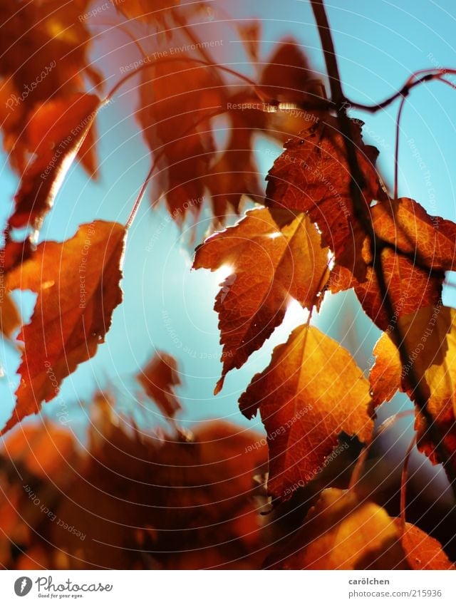 Heißer Herbst Umwelt Natur Sonnenlicht Pflanze Baum Blatt blau gelb gold Herbstlaub herbstlich Herbstfärbung Kupferbirne Kupfer-Felsenbirne Indian Summer