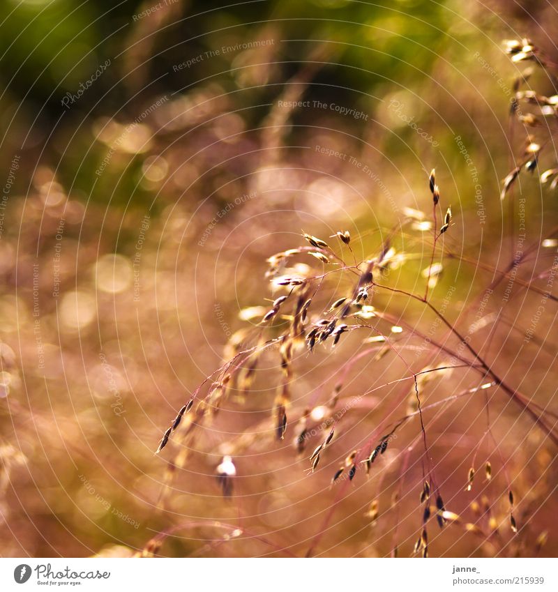 licht² Umwelt Natur Sommer Schönes Wetter Wärme Pflanze Gras Wiese braun gelb gold grün Unschärfe Farbfoto Außenaufnahme Menschenleer Abend Dämmerung