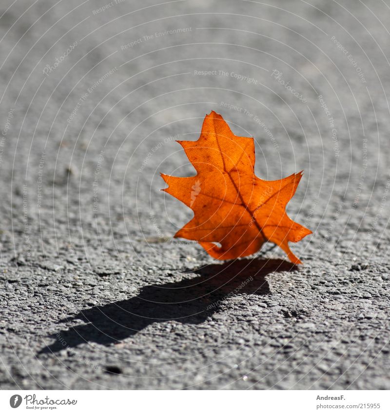 Der Herbst wirft seine Schatten voraus Natur Pflanze Blatt Straße Wege & Pfade gelb rot Herbstlaub Eiche Eichenblatt orange Asphalt Schattenseite grau