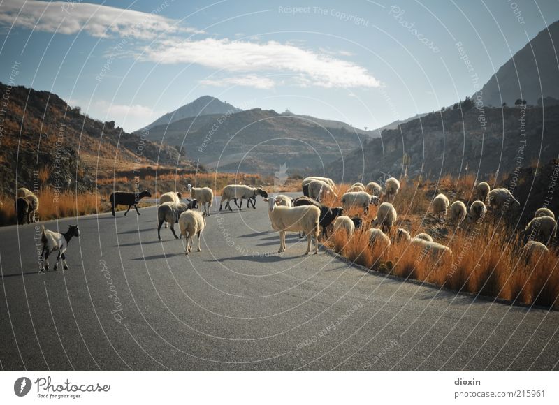 Wolle auf Wanderschaft Umwelt Natur Landschaft Himmel Wolken Schönes Wetter Gras Sträucher Berge u. Gebirge Griechenland Kreta Straße Haustier Nutztier Schaf