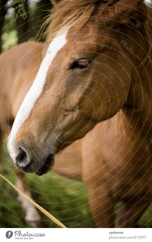 Pferdefoto Tier ästhetisch einzigartig Leben ruhig schön Mähne Tierliebe Farbfoto Außenaufnahme Nahaufnahme Menschenleer Textfreiraum unten Tag Schatten