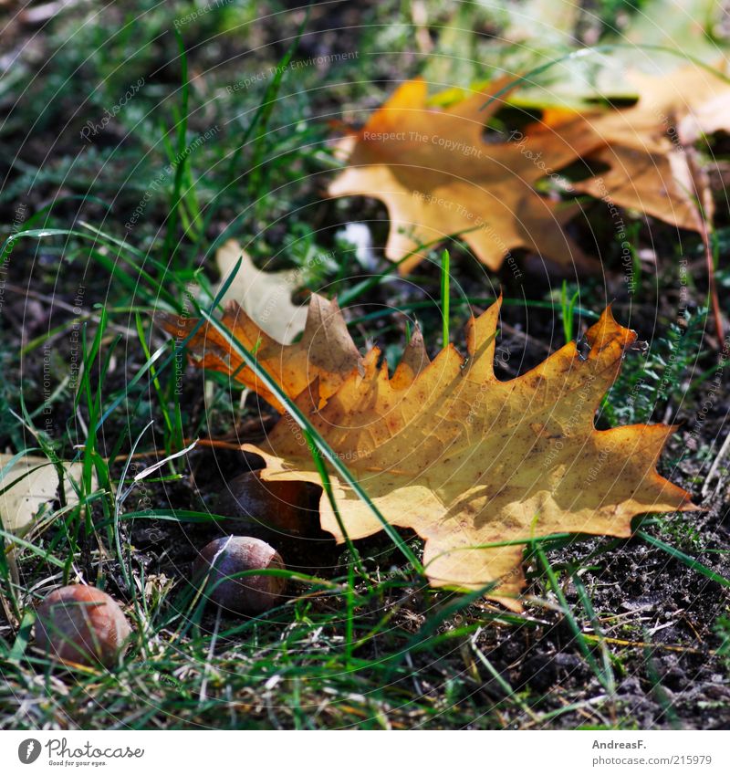Herbstliches Natur Pflanze Gras Blatt trocken Eiche Eicheln Eichenblatt Herbstlaub Herbstfärbung Oktober herbstlich Farbfoto Außenaufnahme Detailaufnahme Boden