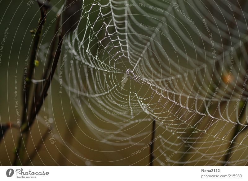 Vernetzt Natur Wasser Wassertropfen Wetter Regen Netz Tropfen nass braun weiß Spinnennetz netzartig feucht Tau Nahaufnahme Detailaufnahme leicht Farbfoto