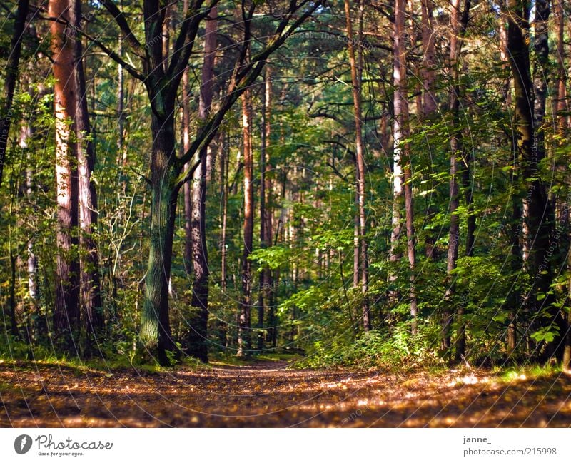 Wald Umwelt Natur Pflanze Erde Herbst Baum Blatt braun mehrfarbig grün Farbfoto Außenaufnahme Tag Licht Schatten Sonnenlicht Froschperspektive herbstlich