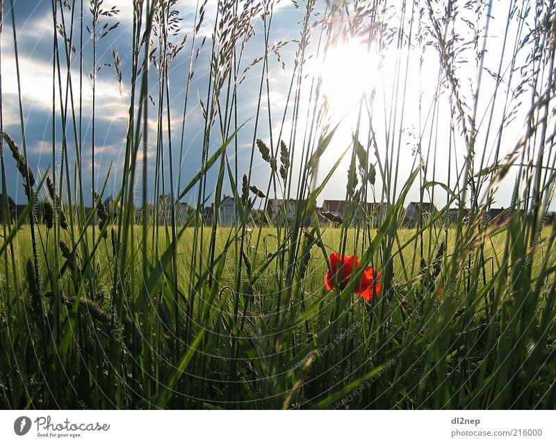 Mohnshine Freiheit Sommer Sonne Umwelt Natur Landschaft Pflanze Urelemente Schönes Wetter Blume Gras Blüte Wiese Feld Kunst Unendlichkeit Ferne Erde Tag