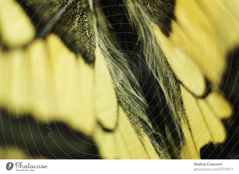 Schmetterlingsruecken. Tier Flügel 1 ästhetisch einfach schön nah natürlich positiv weich gelb schwarz Natur Symmetrie Schwalbenschwanz Muster Farbfoto
