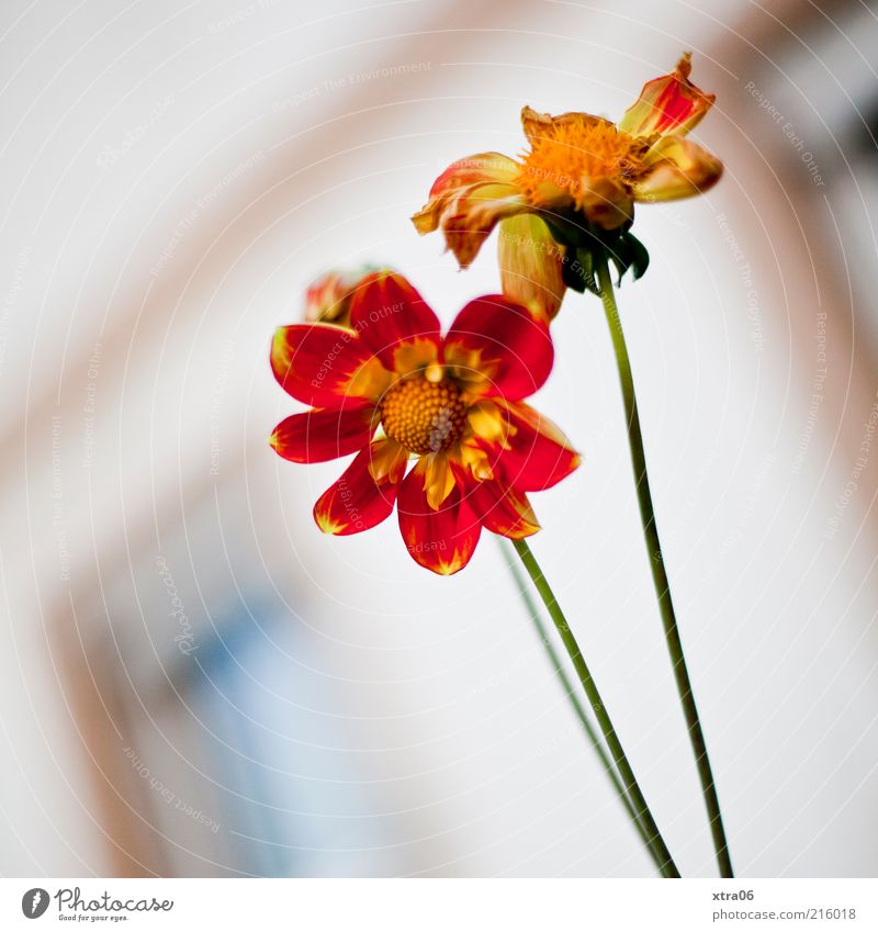 blumen vorm haus Pflanze Blume Blüte ästhetisch Blütenblatt Farbfoto Außenaufnahme Blühend 2 paarweise rot gelb mehrfarbig scheckig Nahaufnahme