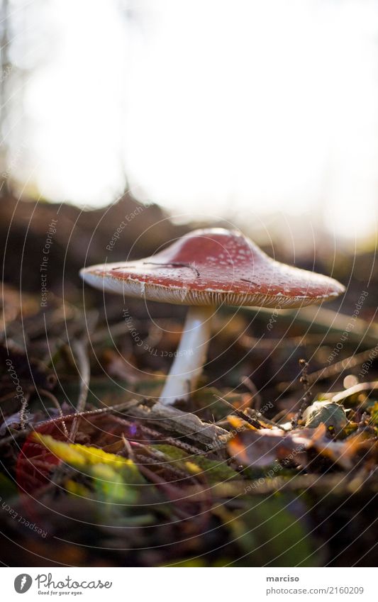 Fliegenpilz Umwelt Natur Pflanze Erde Pilz Wald entdecken listig schön bedrohlich Gesundheitswesen Sucht Gift gefährlich Suche Herbst herbstlich Farbfoto