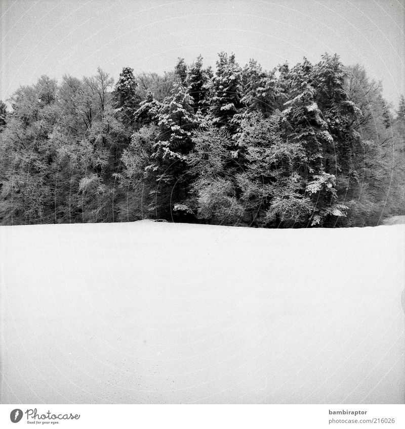 Vorfreude Natur Landschaft Winter Schnee Baum Wald kalt analog Kontrast Schwarzweißfoto Außenaufnahme Textfreiraum unten High Key Waldrand Schneedecke