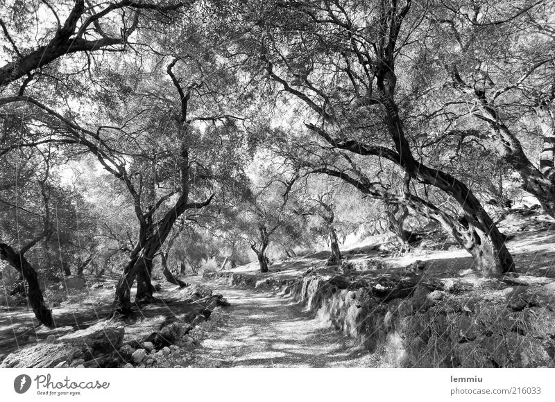 Olivenhain auf Korfu Natur Landschaft Pflanze Erde Baum Nutzpflanze Wald Wege & Pfade alt schwarz weiß Olivenbaum Mauer eigenwillig Schatten Ast Zweig Blatt