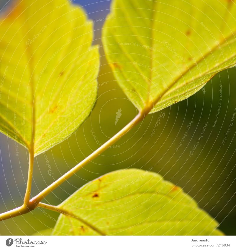 Herbstbild Natur Pflanze Blatt gelb herbstlich Herbstlaub Zweig Herbstfärbung Oktober Farbfoto Nahaufnahme Detailaufnahme Makroaufnahme Schwache Tiefenschärfe