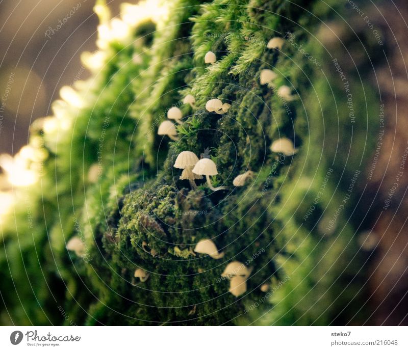 zielstrebig Moos Pilz entdecken Wachstum weiß grün winzig verstecken zerbrechlich aufwärts Nahaufnahme Menschenleer Textfreiraum links Textfreiraum rechts