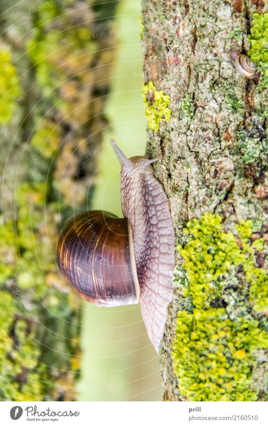 Roman snail closeup Natur Tier Muschel krabbeln schleimig Weinbergschnecken escargot Landlungenschnecke gastropode Ast Zweig flechte natürlich essbar langsam