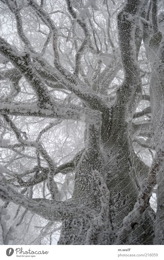 Day of the Tentacle Winter Schnee Natur Pflanze Wetter Eis Frost Baum Holz alt kalt grau weiß Stimmung Einsamkeit Umwelt Wachstum Ast Baumstamm Farbfoto