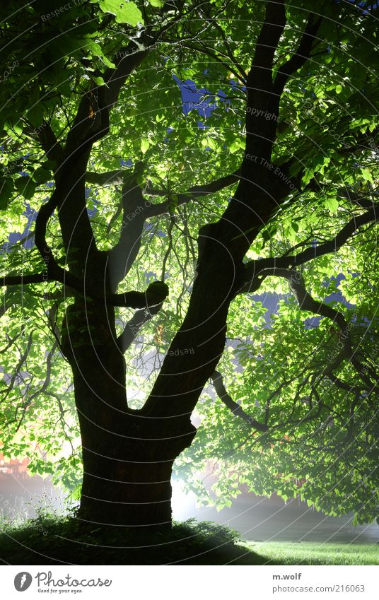 Licht und Schatten Umwelt Natur Pflanze Baum Park Holz alt außergewöhnlich grün schwarz Stimmung bizarr nachhaltig Umweltschutz Kassel Bergpark Wilhelmshöhe