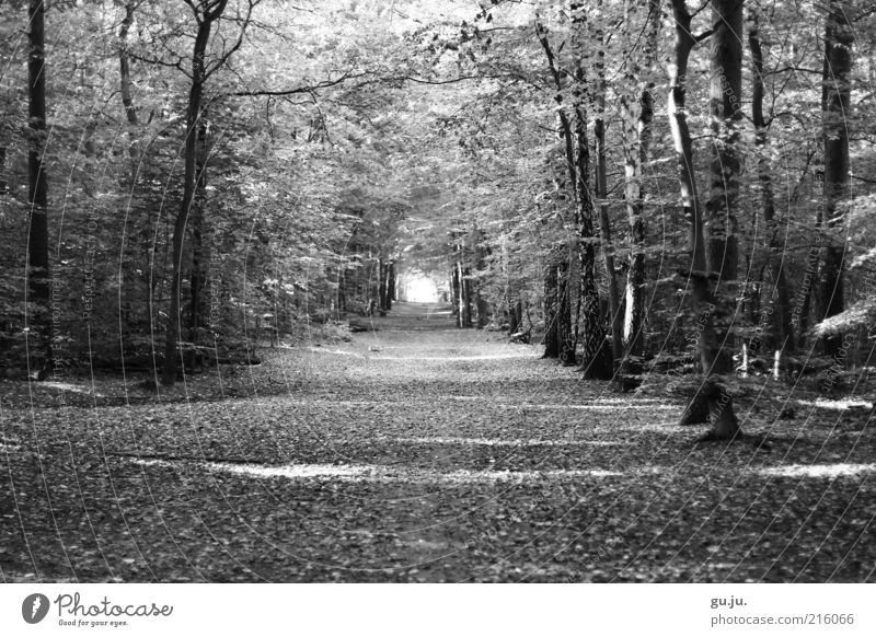 Grunewald Spaziergang Spazierweg Ausflug Herbst Umwelt Natur Pflanze Erde Baum Blatt Blätterdach Allee Wege & Pfade Wald schwarz weiß Menschenleer frei