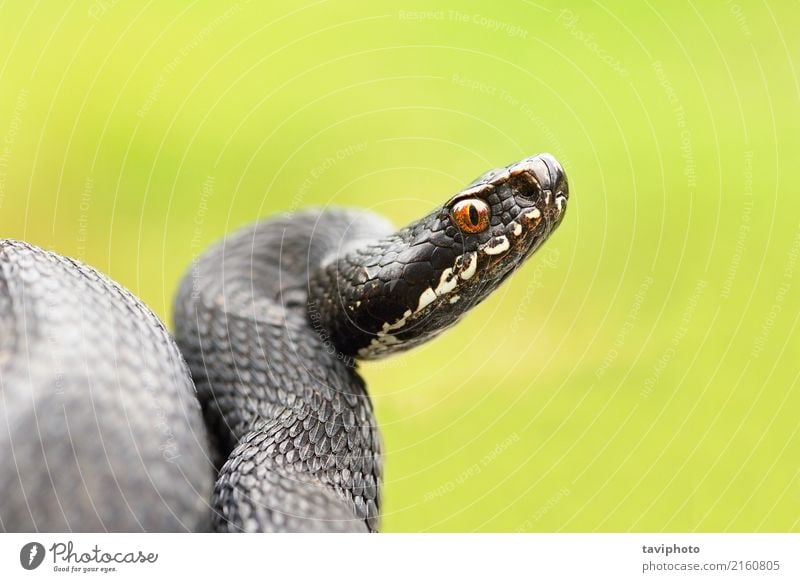 ausführliches Porträt der schwarzen weiblichen Viper schön Wissenschaften Natur Tier Schlange natürlich wild gefährlich Reptil Natter Ottern Tierwelt giftig