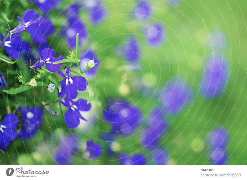 grün und blau Natur Blume Stauden Sommerblumen Blühend ästhetisch Duft fantastisch schön natürlich Farbfoto Außenaufnahme Tag Blüte Menschenleer Unschärfe