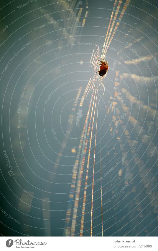 netzwerken Spinne 1 Tier bauen warten Ekel fleißig anstrengen bedrohlich Spinnennetz Licht Lichterscheinung Jagd Gedeckte Farben Textfreiraum links