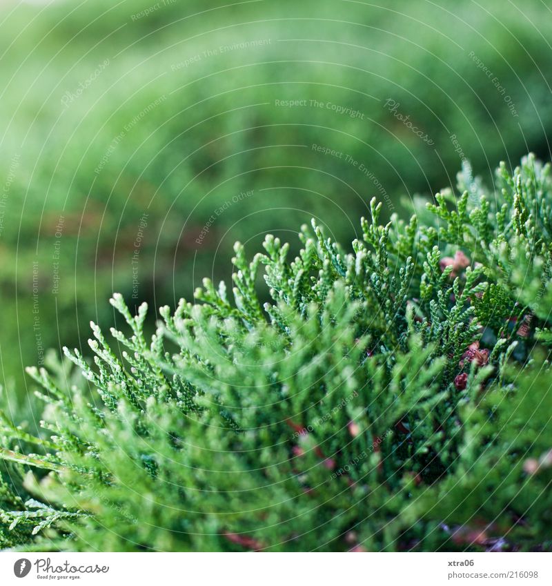 grün Umwelt Natur Pflanze Sträucher Grünpflanze Farbfoto Außenaufnahme Schwache Tiefenschärfe Konifere Textfreiraum oben Menschenleer Wachstum Tanne
