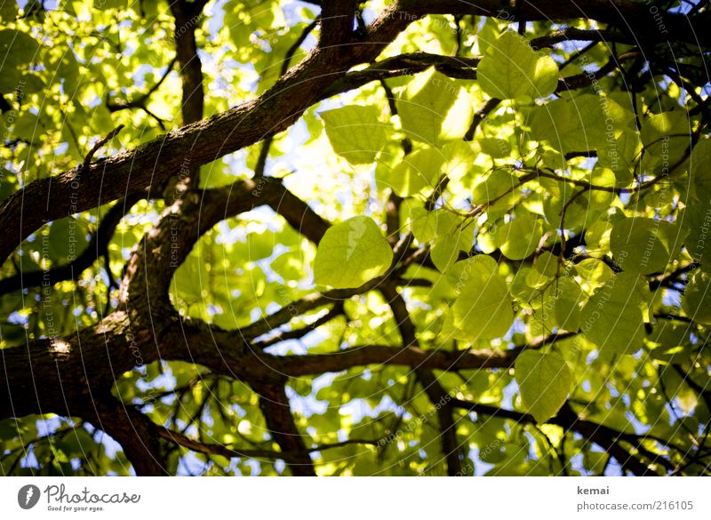 Schöne Blätter Umwelt Natur Pflanze Sonnenlicht Sommer Klima Schönes Wetter Baum Blatt Grünpflanze Wildpflanze Ast Zweig Blätterdach Blühend leuchten Wachstum