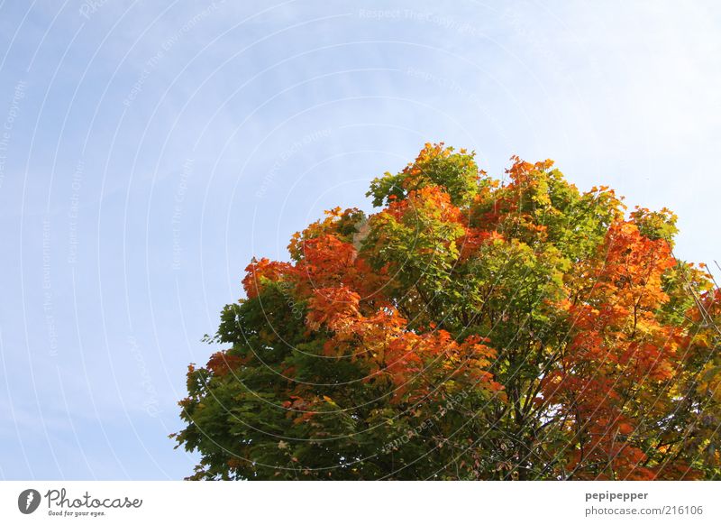 rotschopf Ferien & Urlaub & Reisen Natur Pflanze Himmel Wolkenloser Himmel Wetter Schönes Wetter Baum alt schön mehrfarbig Einsamkeit Farbe Vergänglichkeit