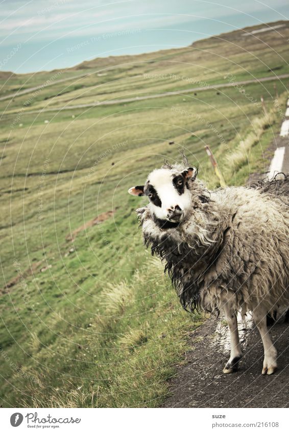 Neugierde Karla Natur Landschaft Wiese Straße Wege & Pfade Tier Nutztier Tiergesicht 1 authentisch außergewöhnlich niedlich wild Føroyar Schaf Wolle Viehzucht