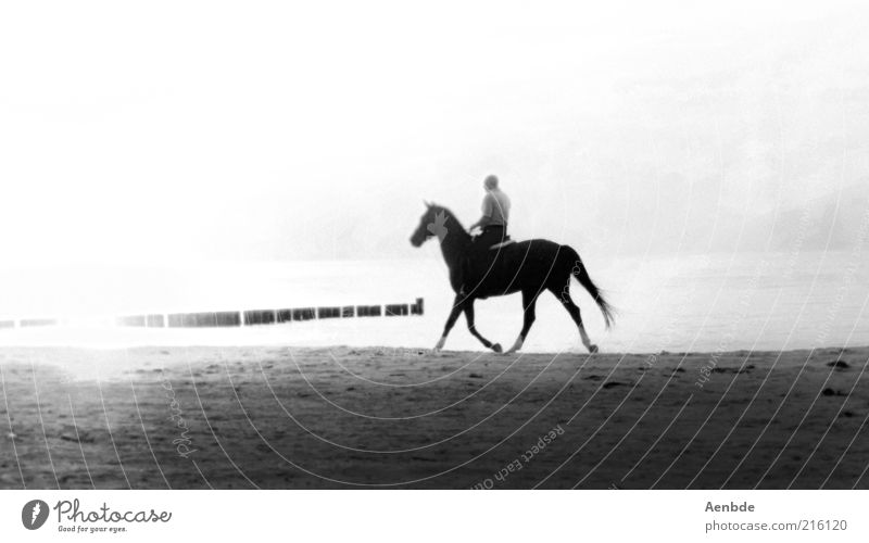 Seepferdchen... Reiten Sport Reitsport Landschaft Sand Wasser Küste Strand Tier Pferd 1 ästhetisch grau schwarz weiß Stimmung Sehnsucht Fernweh Einsamkeit