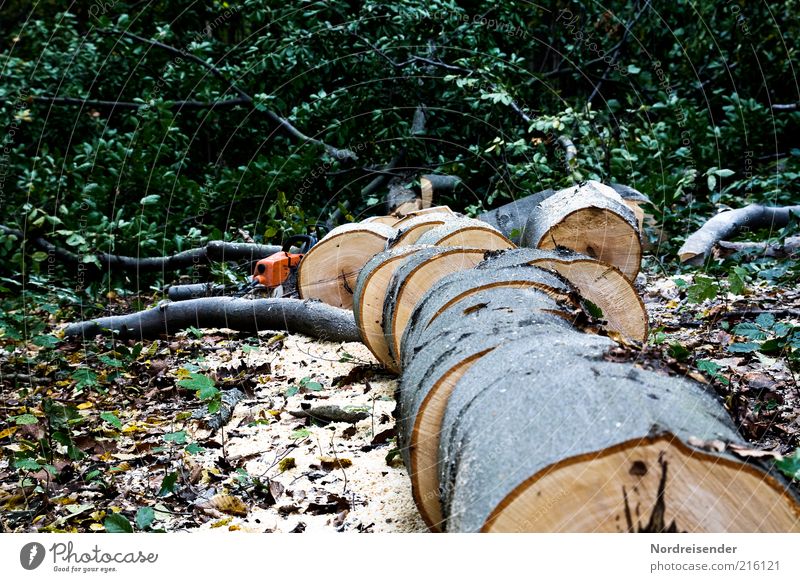 Holz vor der Hütte Arbeit & Erwerbstätigkeit Umwelt Natur Baum Wald authentisch Buche buchenholz hartholz Brennholz fällen Säge Forstwirtschaft Farbfoto