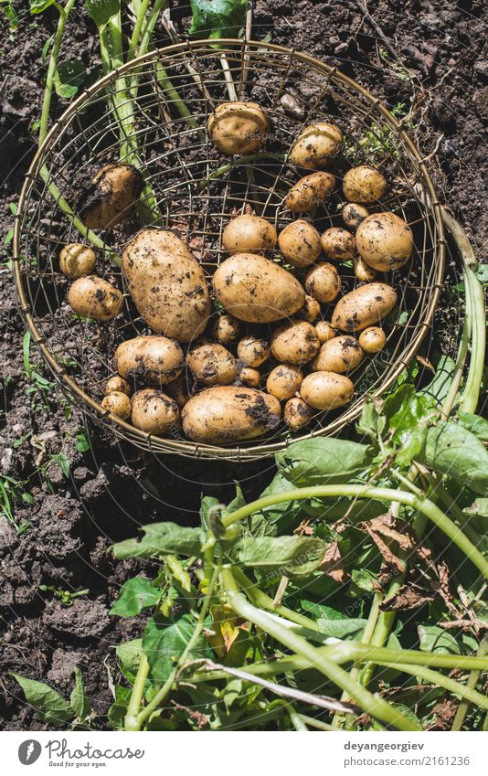 Ernten Sie Kartoffeln vom Garten in einem Korb Gemüse Sommer Gartenarbeit Hand Kultur Natur Pflanze Erde dreckig frisch natürlich Lebensmittel Feldfrüchte