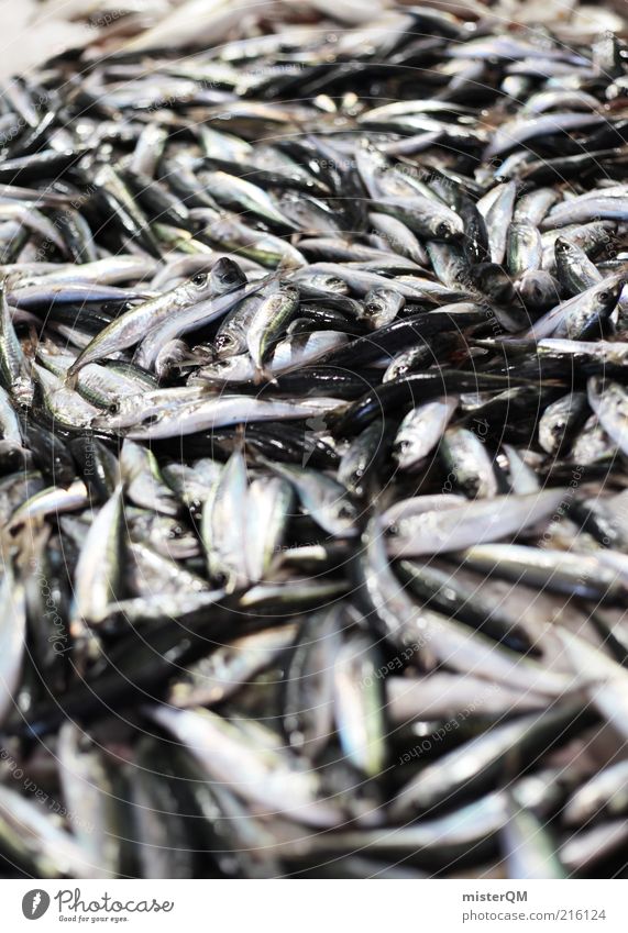 Fischmarkt. Tier Fischereiwirtschaft Wochenmarkt Ernährung Überfischung Übelriechend stinkend nass frisch viele klein Sardinen Qualität Meeresfrüchte Meerestier