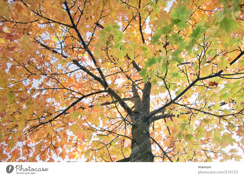 Oktoberbaum Umwelt Natur Herbst Baum Blatt Herbstlaub Herbstfärbung Herbstbeginn herbstlich Zweige u. Äste alt leuchten natürlich Vergänglichkeit