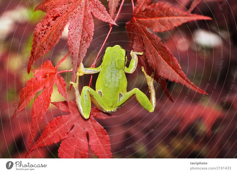 grüner Baumfrosch, der auf japanischem Ahorn klettert schön Garten Klettern Bergsteigen Finger Umwelt Natur Tier Blatt Wald klein natürlich niedlich wild Farbe