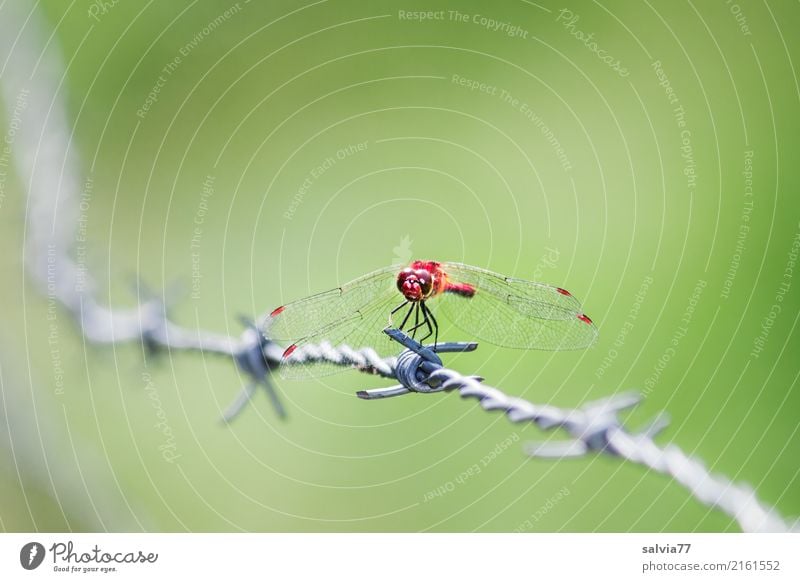 Wächter Natur Sommer Libelle Insekt Heidelibelle 1 Tier Stacheldraht Jagd ästhetisch außergewöhnlich Spitze stachelig grün rot Wachsamkeit geduldig Überblick