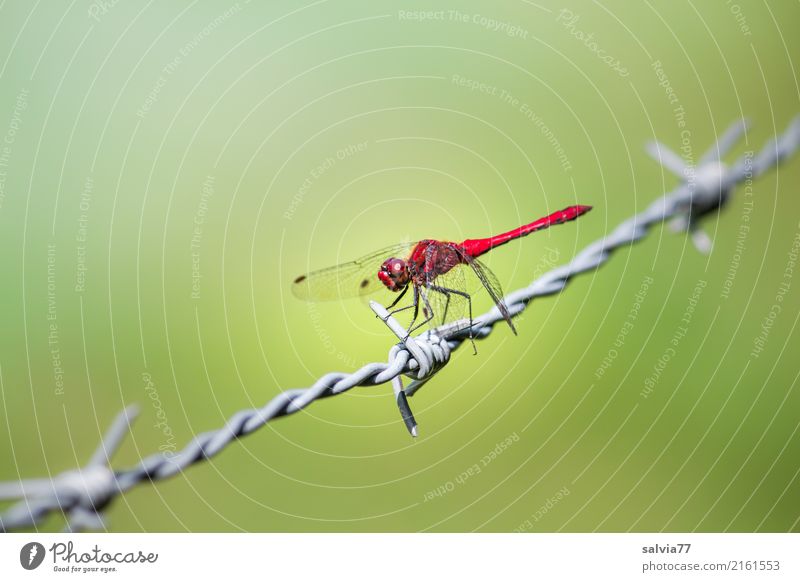 stachelig Flügel Libelle Insekt 1 Tier Metall Stacheldraht beobachten Jagd grün rot achtsam Wachsamkeit elegant Leichtigkeit Mittelpunkt Pause Perspektive