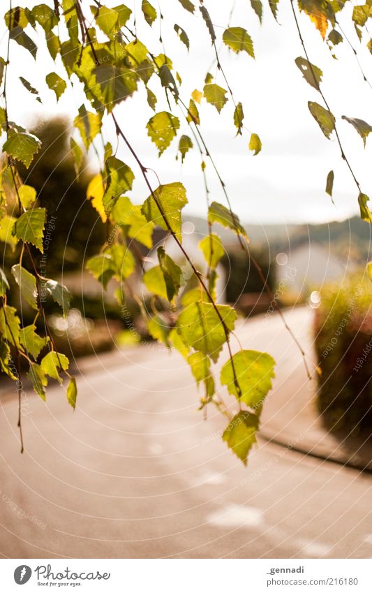 Hier gehts lang Umwelt Pflanze Himmel Klima Schönes Wetter Baum Blatt Blätterdach Verkehr Personenverkehr Straße entdecken Natur Herbst herbstlich Herbstfärbung